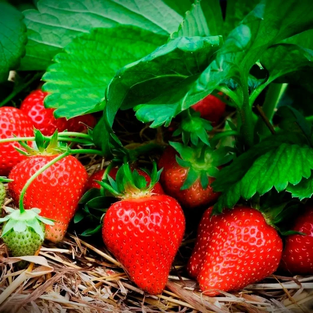 Полуниця Кабрилло