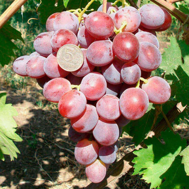 Виноград Низина