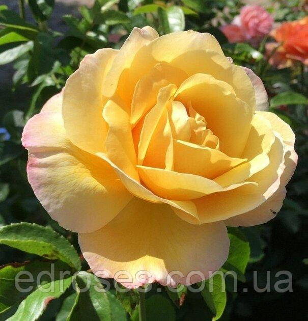 Солей Вертикаль (Soleil Vertical, DELsar), фото 1