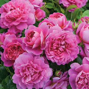 Принцеса Анна (Princess Anne ,Auskitchen)