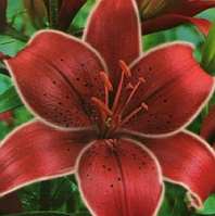 Цибулини ЛІЛІЯ Cobra (1 шт.)