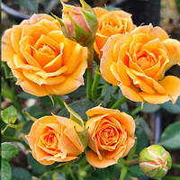 Троянда Клементина