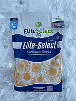 Насіння соняшнику ЕС Саксон, фр. премиум, протруєний Круїзером