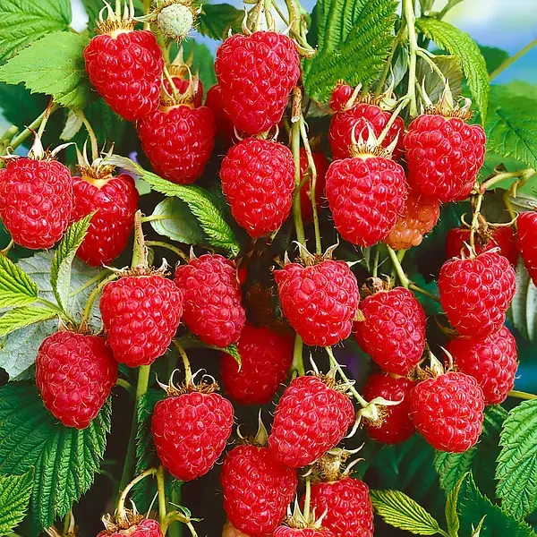 Малина Зюгана