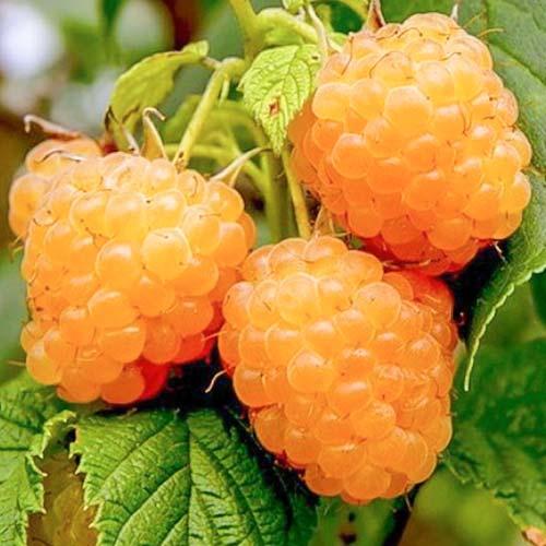 Малина Жовтий Гігант