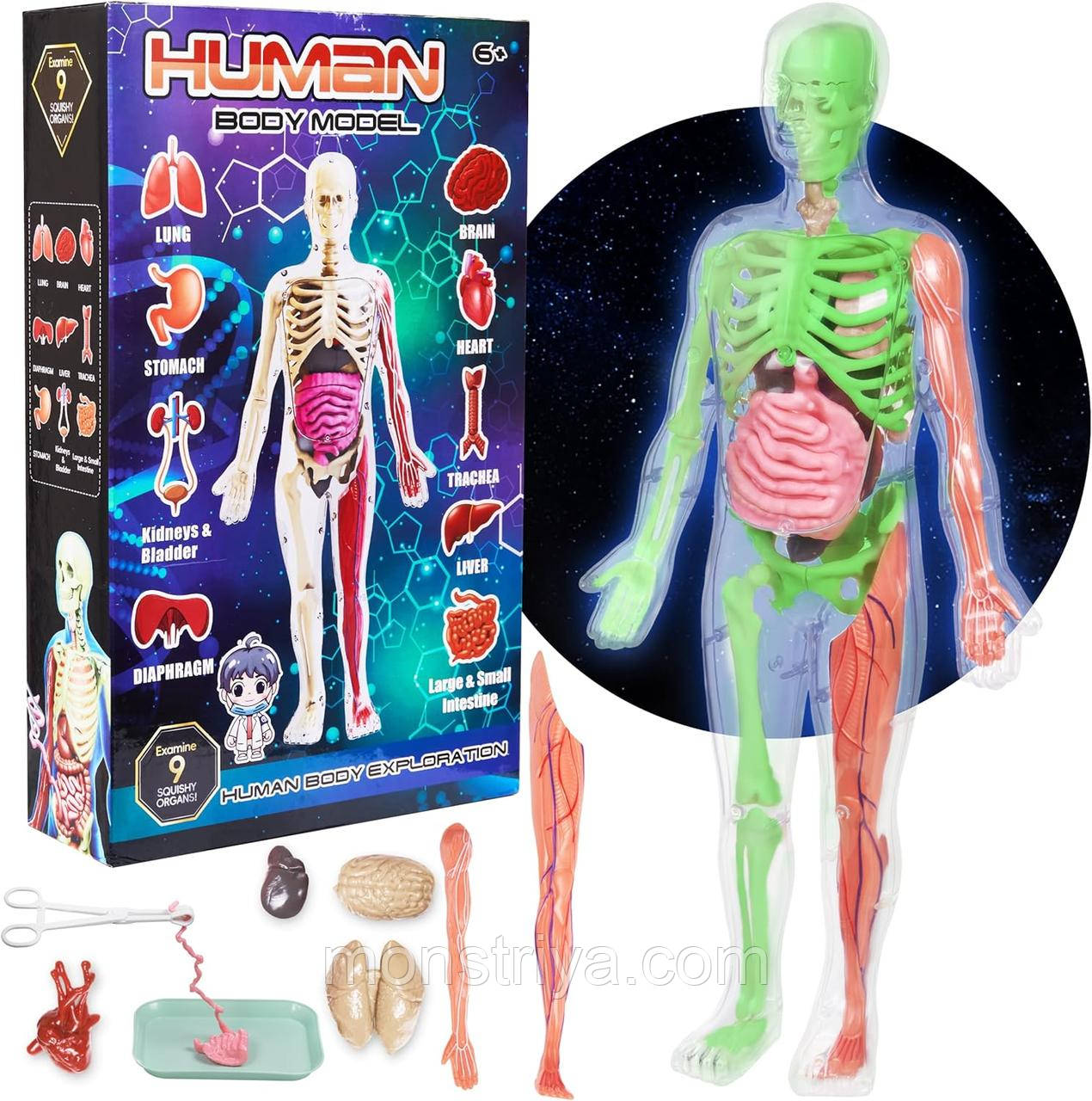 Набір із 32 предметів для вивчення анатомії людського тіла для дітей «Кості, що світяться в темряві»