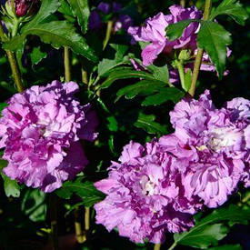 Гібіскус сирійський Френч Кабаре Пепл