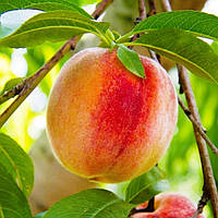 Персик Золотий Тріумф