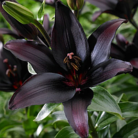 Цибулини ЛІЛІЯ азіатська Mapira (1 шт.)