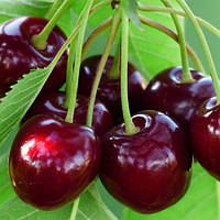 Черешня Мелітопольська Великоплідна