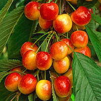 Черешня колоновидна Сабріна