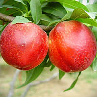 Нектарин колоновидний Рубіс