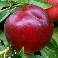 Нектарин Фантазія