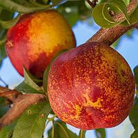 Нектарин Біг Топ