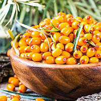 Обліпиха Чуйська (жіноча)