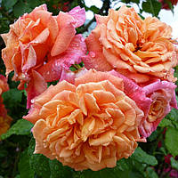 Троянда Алоха