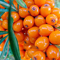 Обліпиха Єва (Жіноча)