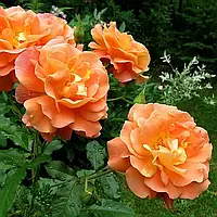 Троянда Вестерленд