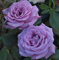 Троянда Індиголетта