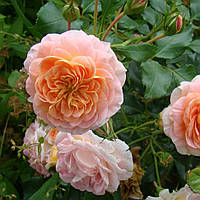 Троянда Полька