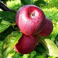 Яблуня Титанія