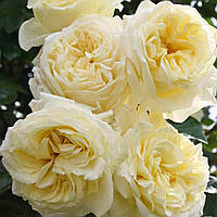 Троянда Ельф