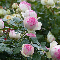 Троянда П'єр де Ронсар