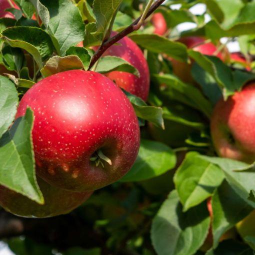 Яблуня Джин (КВ-5)