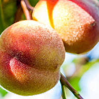 Персик Глорія