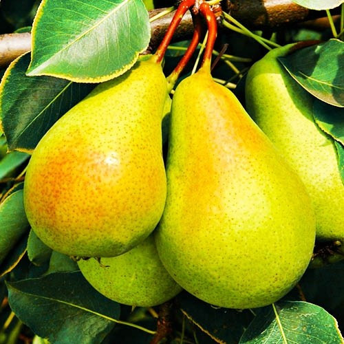 Груша Санремі