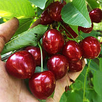 Черешня Квін Мері