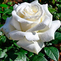 Троянда Боїнг