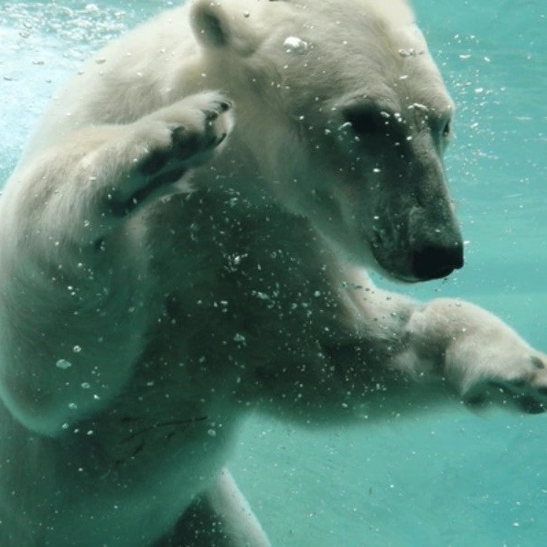 Настінне панно з керамічної плитки Полярний ведмідь, фото 1