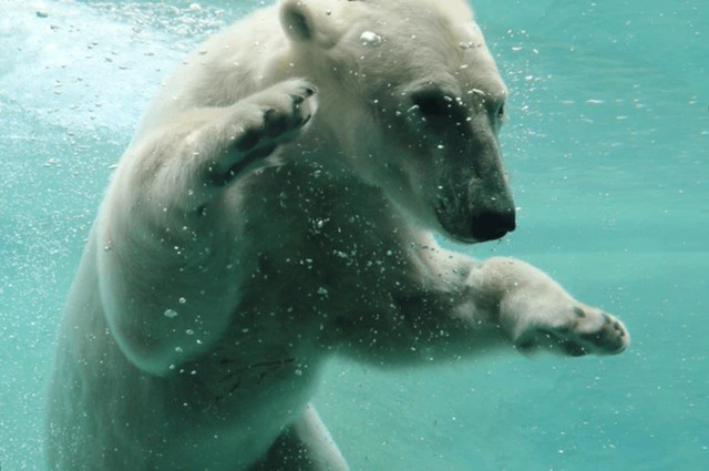 Настінне-панно-з-керамічної-плитки-Полярний-ведмідь Nastinne-panno-z-keramichnoyi-plytky-Polyarnyy-vedmidʹ