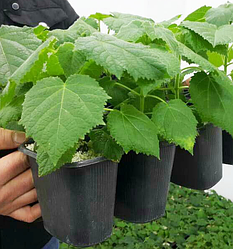 Саджанці павловніії