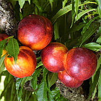 Нектарин Старк Делішес