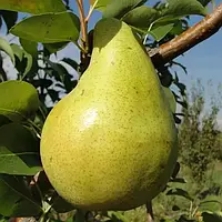 Груша Молдавська рання