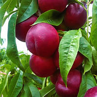 Нектарин Ребус 028