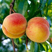 Персик Лаурол
