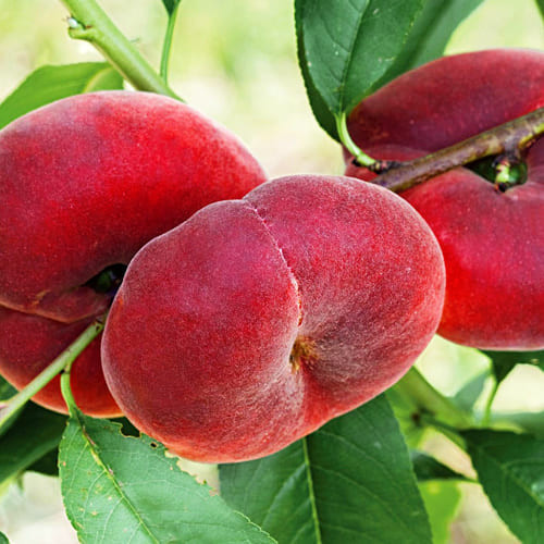 Персик Світ Багел