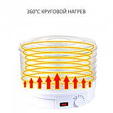 Сушарка для фруктів і овочів, дегідратор ROYALS RB 959 з терморегулятором, електрична, 5 ярусів, фото 9