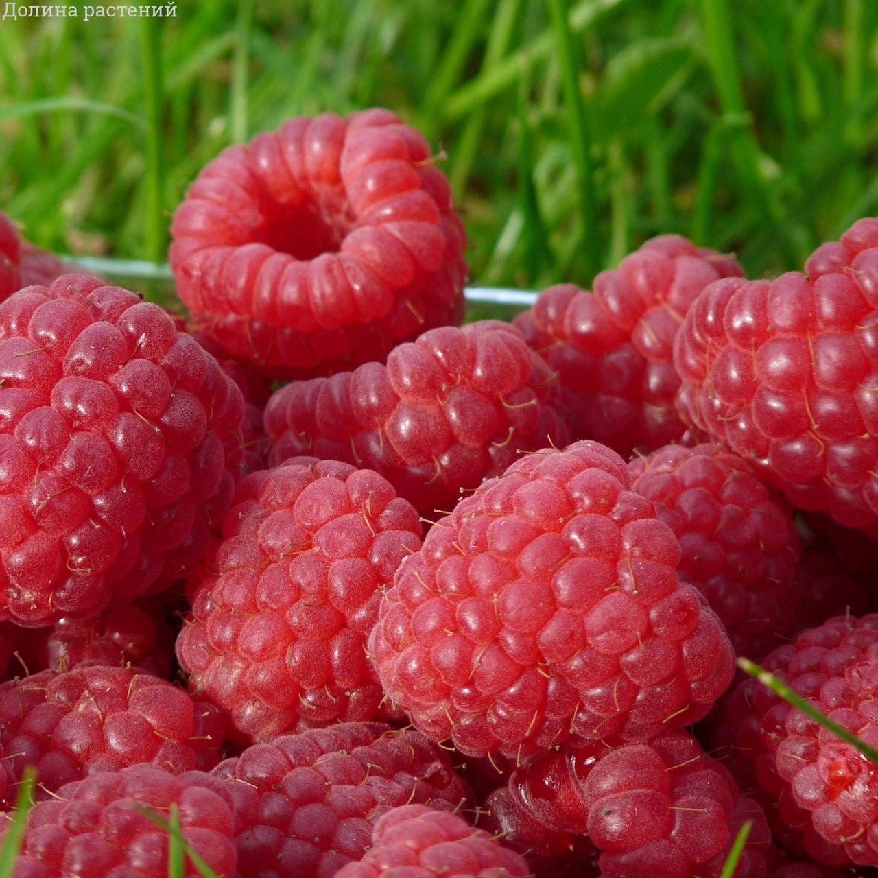 Малина Париж, фото 1