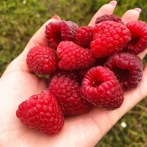 Малина Версаль, фото 1