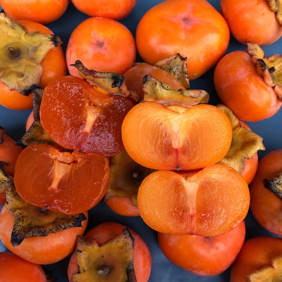 Хурма Дар Софіївки (дворічна)