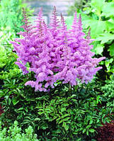 Астильба Amethyst 2-3 квітоноса