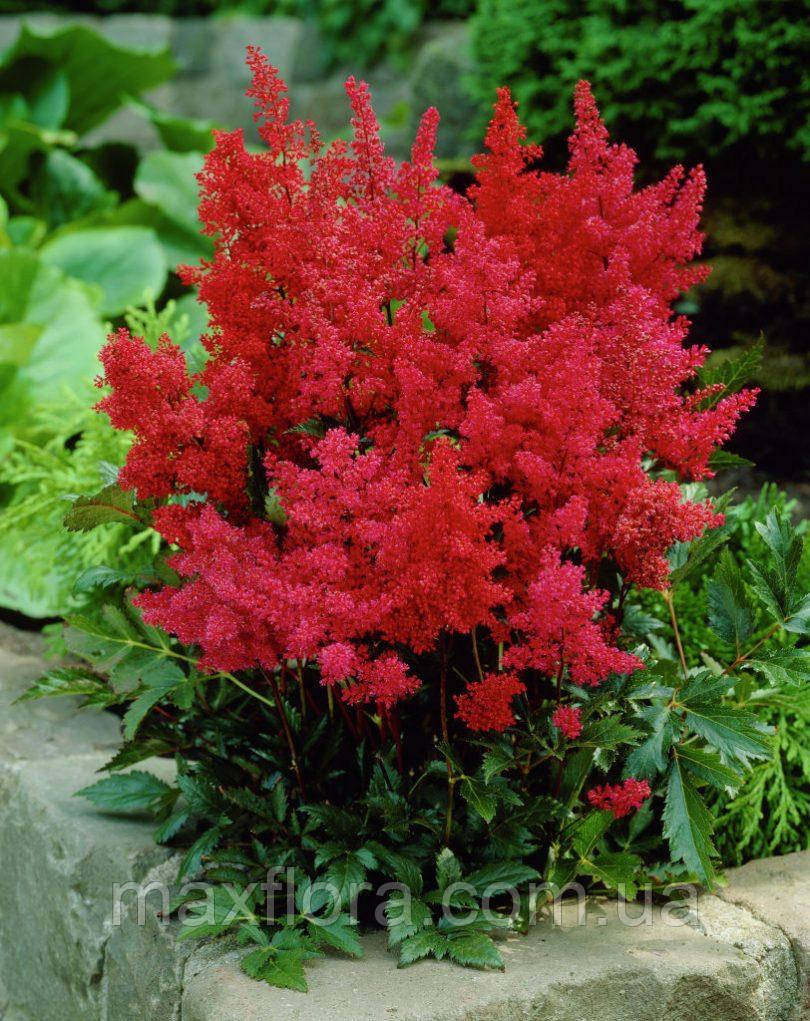 Астильба Etna 1/2n, фото 1