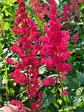Астильба Fanal 2-3 квітоноса, фото 2