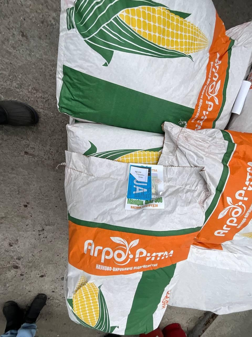 Насіння кукурудзи Маніфік, ФАО 300, фр. стандарт (Агро Ритм)