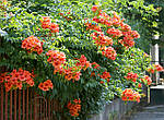Кампсис укорінливий, кампсис повзучий , Campsis radicans, 50см, фото 7