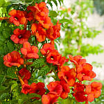 Кампсис укорінливий, кампсис повзучий , Campsis radicans, 50см, фото 4